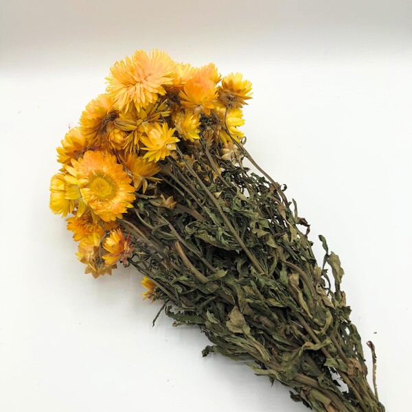 Stubble flowers, dried flowers, yellow | 1st Tannendiele BlumenGut