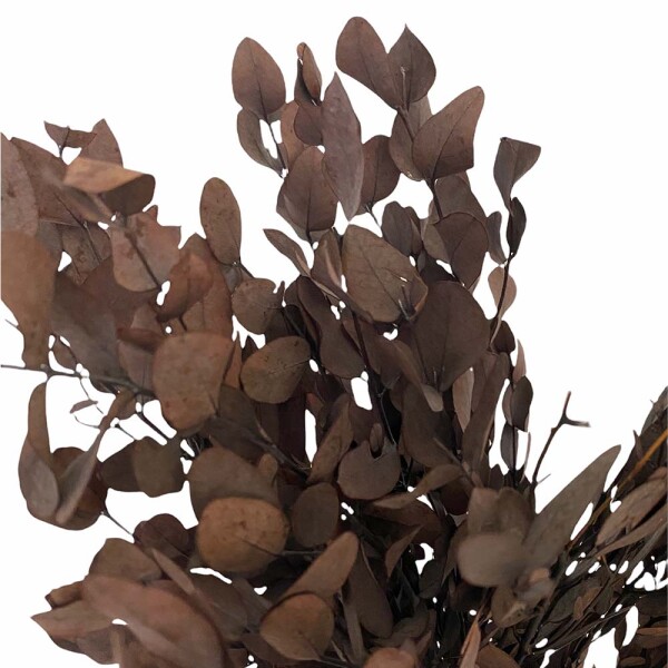 Eukalyptus Gunni konserviert Bund braun | 2Raumstil