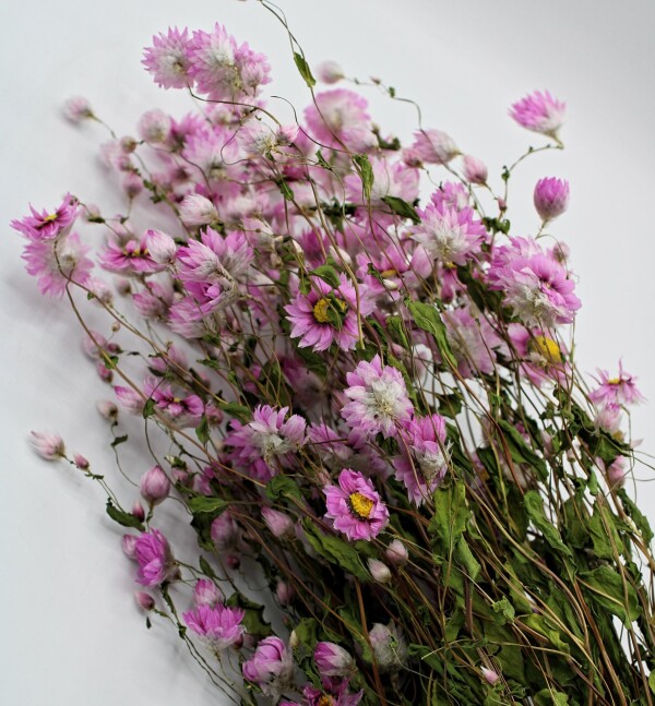 Rhodante, Trockenblumen, natural pink | 1st Tannendiele BlumenGut